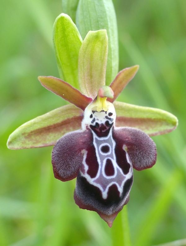 Orchidee di Creta: tra mitologia, montagne e natura, marzo 2015